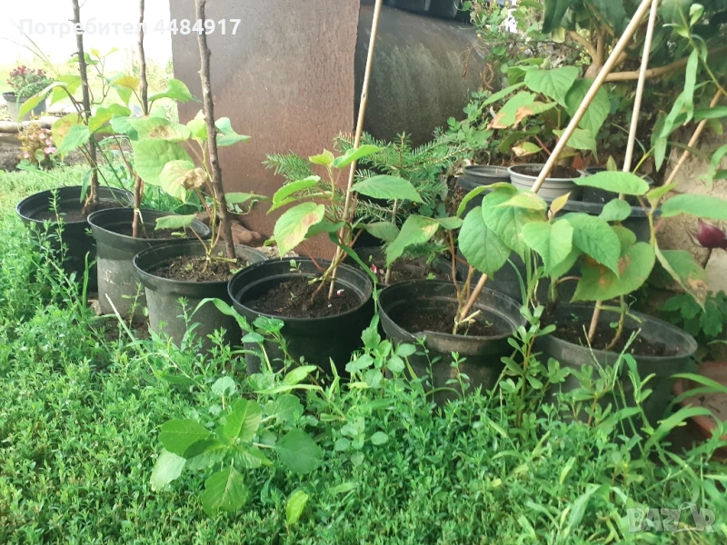 Женско Киви, снимка 1