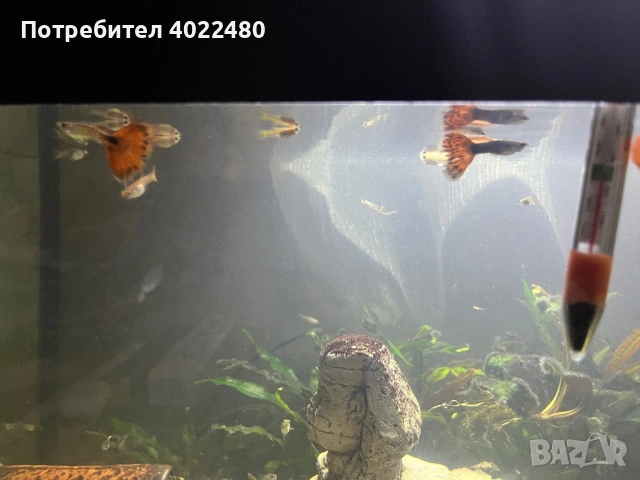Гупи, снимка 2 - Рибки - 53903708