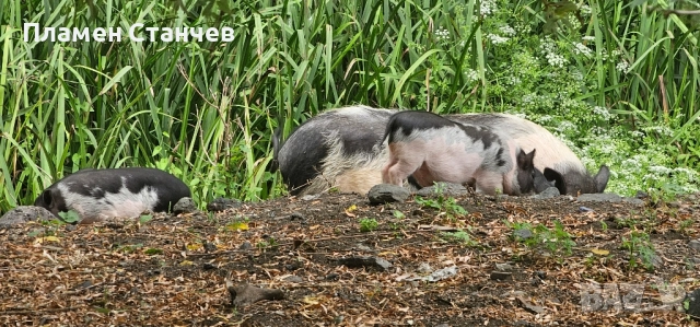 виетнамски прасета прасенца