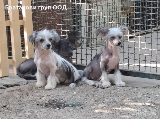 Китайско качулато куче