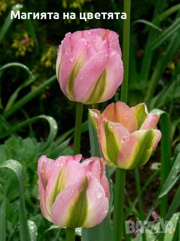 Разпродажба Лалета луковици 10 цвята, снимка 10 - Градински цветя и растения - 52306166