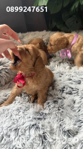 Кокер шпаньол , снимка 5 - Кокер шпаньол - 53282453