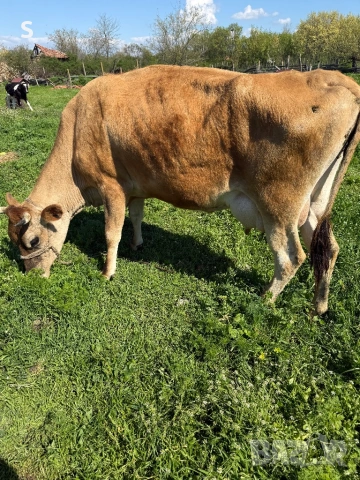 Продавам крава