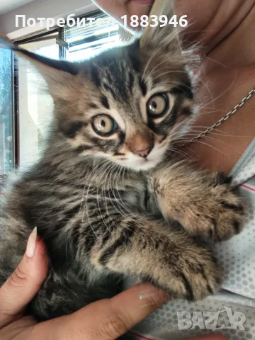 Подарявам малки котенца, снимка 5 - Други животни - 56462252