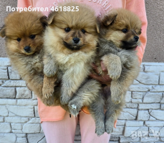 Померански шпицове , снимка 2 - Померан - 54318960