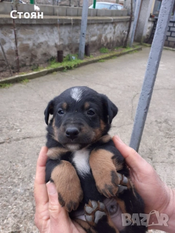 Ягдтериери-всички кученца са продадени, снимка 15 - Ягдтериер - 53523678