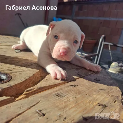 свободни Американски були , снимка 9 - Други животни - 56337723