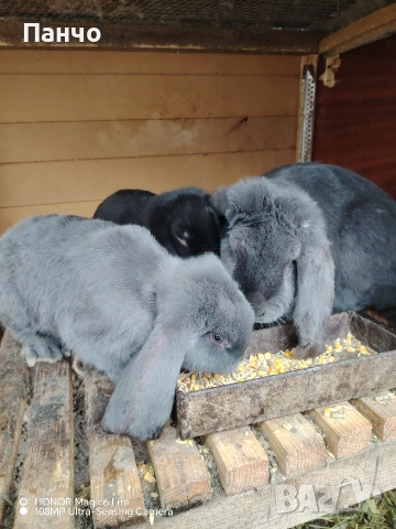 Продавам зайци, снимка 5 - Други - 46921009