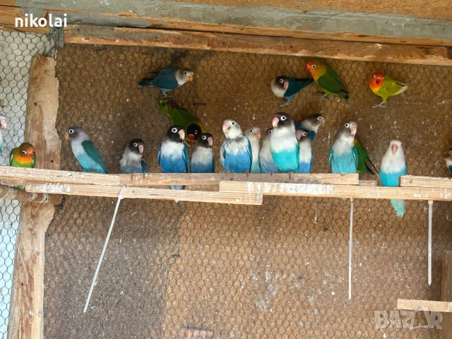 Млади фишери , снимка 2 - Други - 52405183