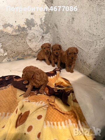 Той пудели ред априкот , снимка 4 - Пудели - 54326688