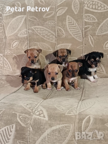 мини чиху пинчер , снимка 15 - Пинчер - 52813031