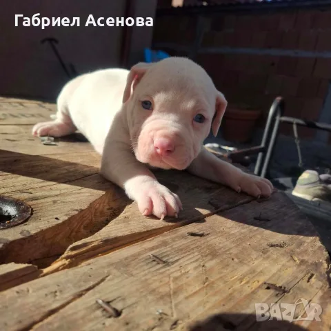 свободни Американски були , снимка 13 - Други животни - 56337723