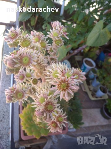 Дебелец, африканска роза, семпервивум, снимка 15 - Стайни растения - 29519881