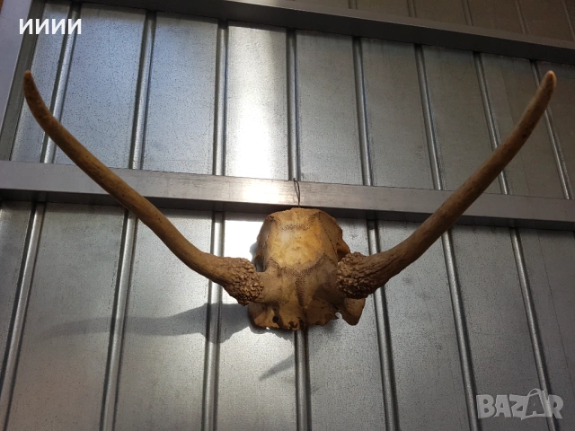 Рога от елен трофей 