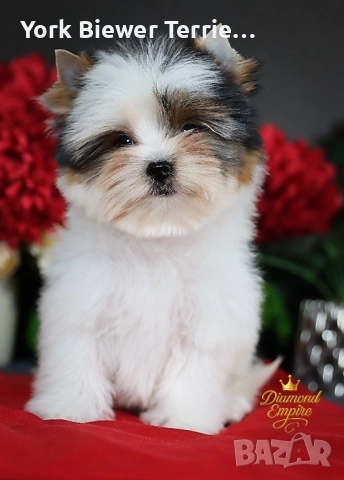 Йоркширски Териер! Сладури момчета и момичета с родословие! , снимка 2 - Йоркширски териер - 52505292