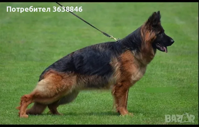 Немска овчарка, снимка 5 - Немска овчарка - 50099482