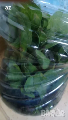 разсад невен, снимка 8 - Разсади - 50385062