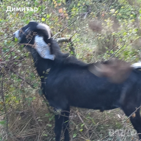 Англонубийски пръч , снимка 7 - Кози - 51702599
