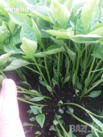 Продавам разсад за Пипер, Домати и Краставици , снимка 5 - Разсади - 53025953