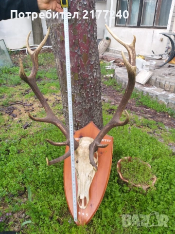 Рога от Елен със стойка, снимка 3 - Декорация за дома - 54117967