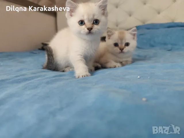 Мъжки британчета 