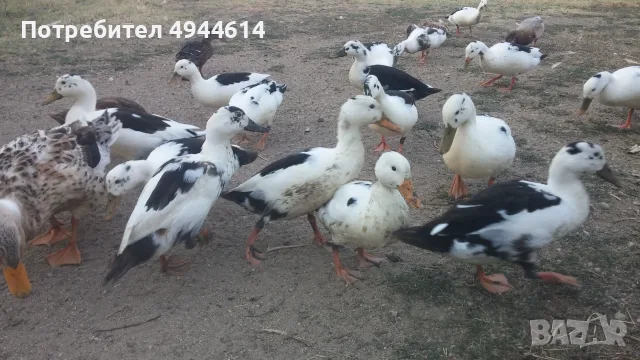 Патици френски Дюклер , снимка 3 - Патици и гъски - 56011557
