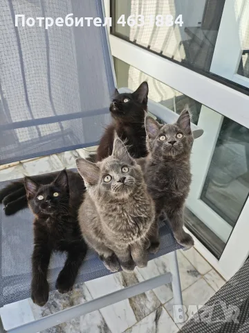 Котенца от породата Мейн-Кун
