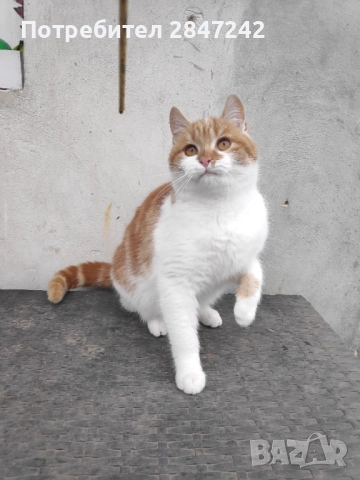 Домашни котенца , снимка 6 - Персийска - 51806512