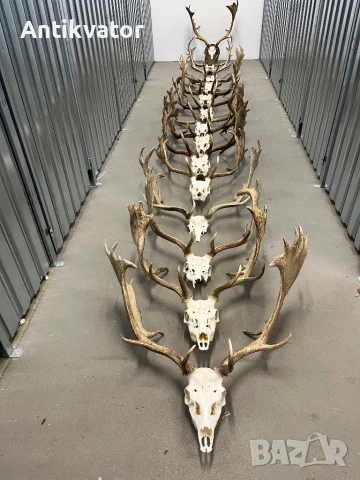 Трофеи елени лопатари