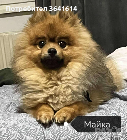 Продавам померан, снимка 6 - Померан - 53250988