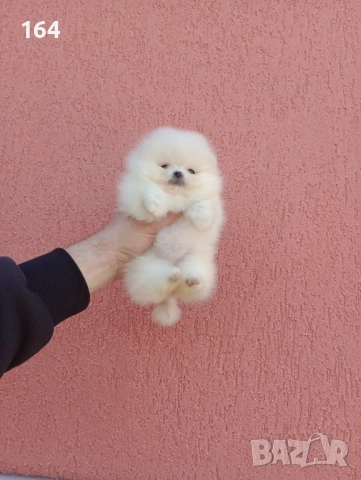 Миниатюрно момиче. Чисто бял мини Померан. Реални снимки !!! 