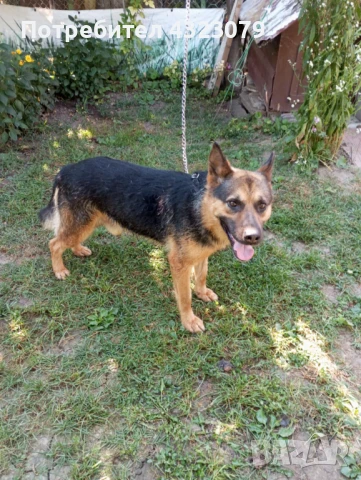 Немска овчарка само сега побързайте , снимка 2 - Немска овчарка - 49133399
