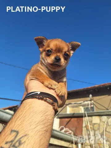 Бебета чихуахуа в наличност, снимка 3 - Чихуахуа - 56536575