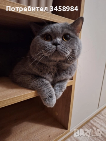 Британска късокосместа , снимка 6 - Британска късокосместа - 52649779