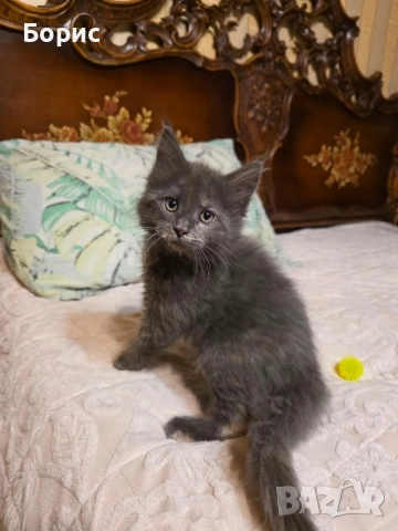 Мейн куун котета, снимка 4 - Мейн кун - 35075644