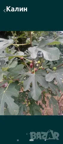 ранна смокиня, снимка 3 - Градински цветя и растения - 50156155