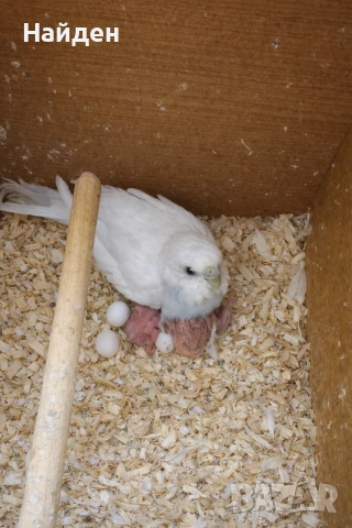 Продавам вълнисти папагали, снимка 2 - Папагали - 54073943