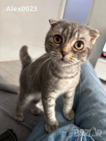 Мъжко британче 🐈