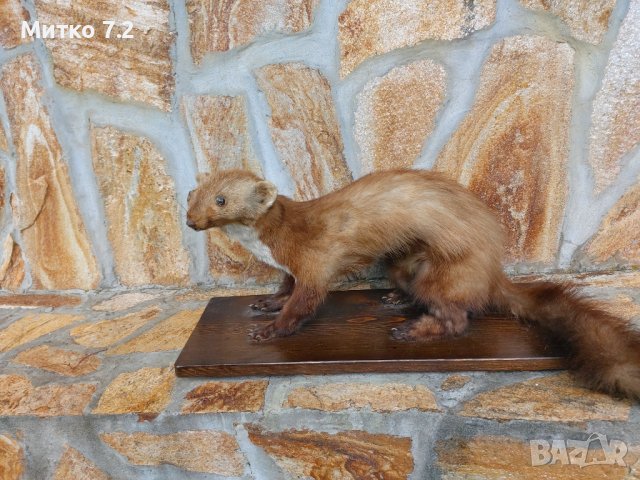 Препарирана белка, снимка 8 - Други - 37283951