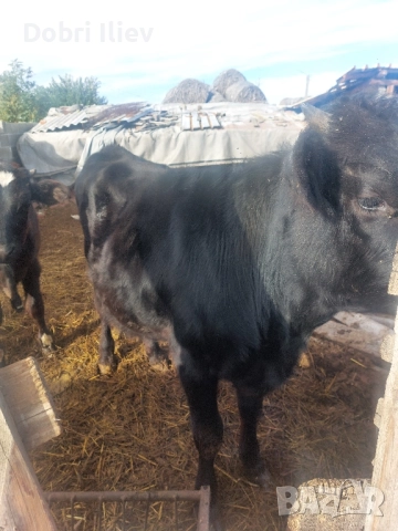 продавам мажко теле за клане , снимка 3 - Крави - 52180307