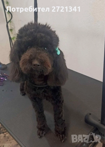 Мини пуделчета, снимка 9 - Пудели - 52762580