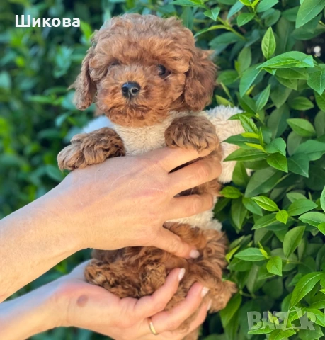 Той пудел, снимка 2 - Пудели - 54305648