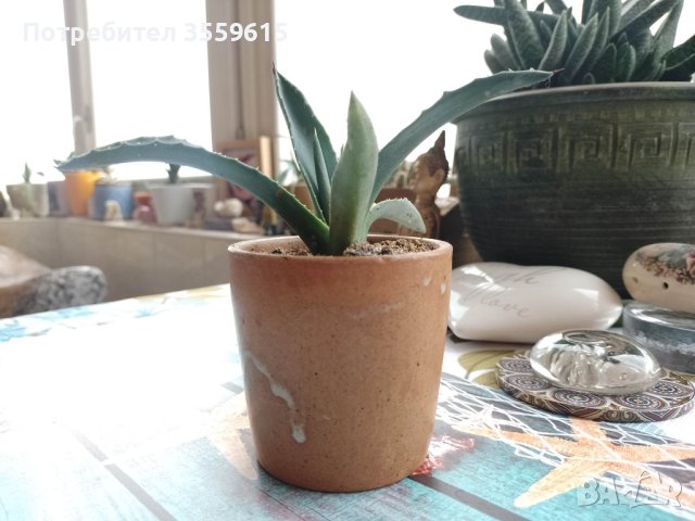 керамична саксийка със субтропично цвете от Португалия, снимка 1