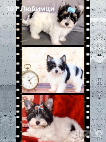 Бивер йоркширски териери