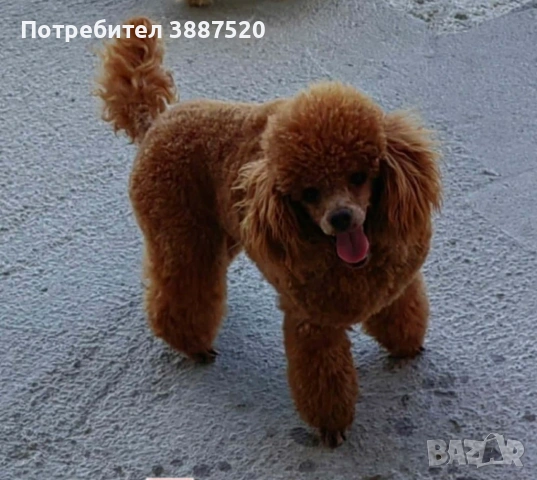 Той пуделчета от родословни родители , снимка 7 - Пудели - 52586544