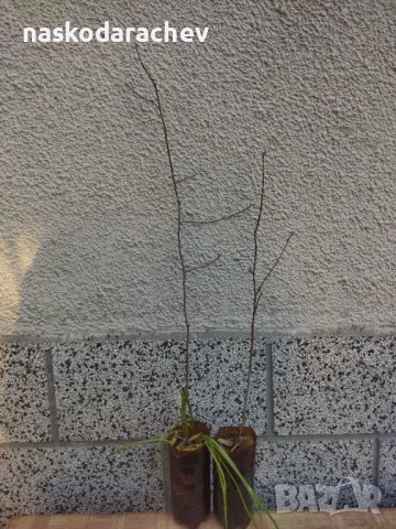 Брекина (Sorbus terminalic) плодно медоносно дърво, снимка 13 - Градински цветя и растения - 30347880