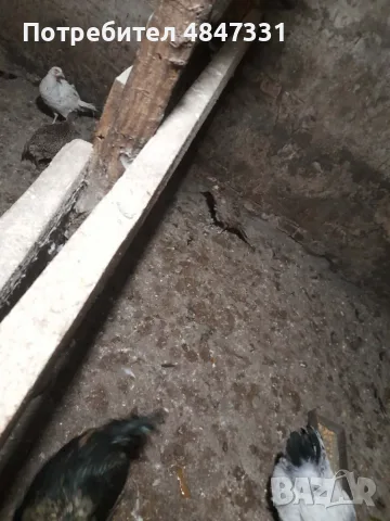 Фазани.                 .