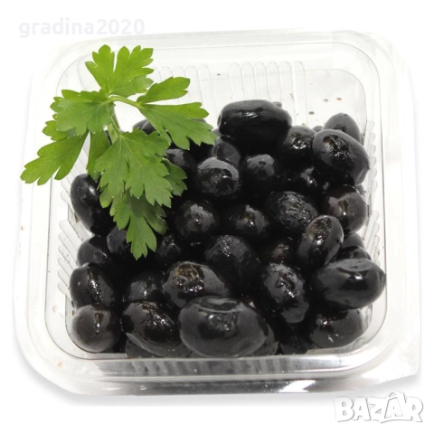 Маслина - Фиданки, снимка 3 - Градински цветя и растения - 28968299