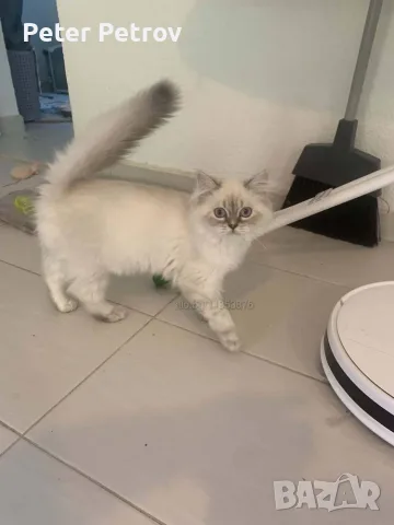 Шотлански котета, снимка 12 - Други - 56529363
