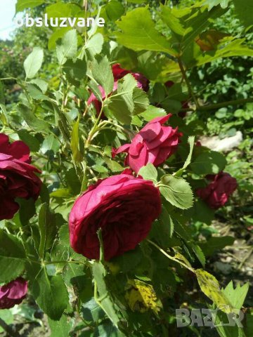 Резници червена сортова роза, снимка 3 - Градински цветя и растения - 29160968